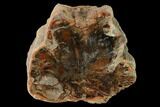 Petrified Wood (Araucaria) Limb - Madagascar #158242-1